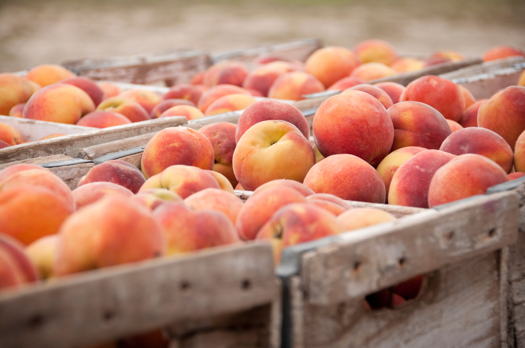 Peaches in Crates - The Peach Pelican