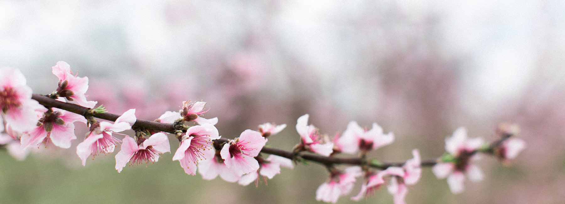 Peach Flower Blooms - The Peach Pelican