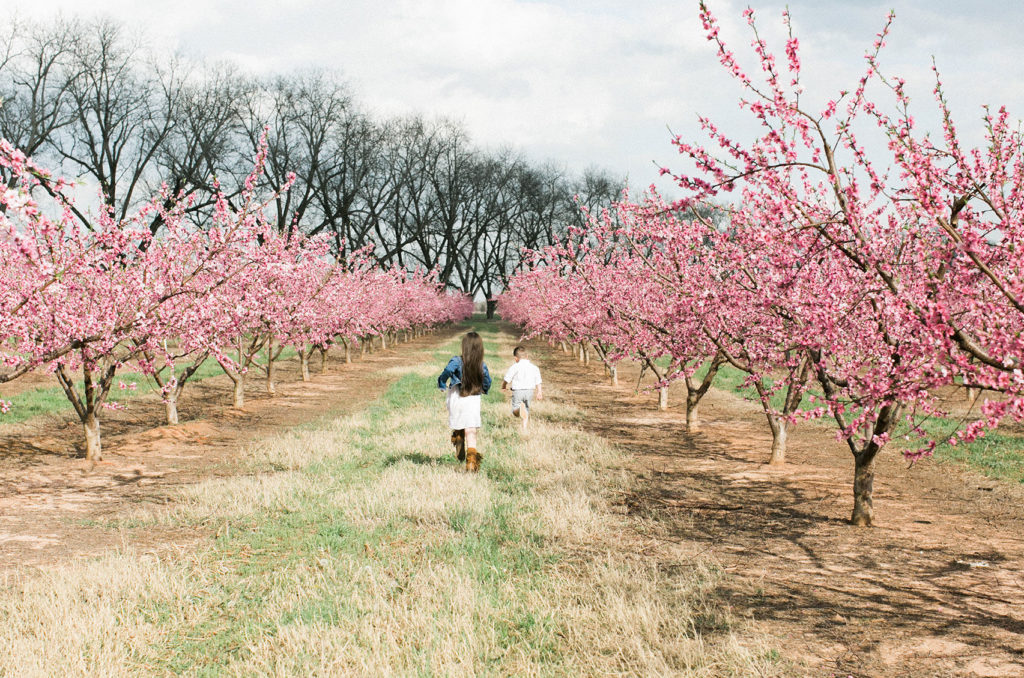 Peach Fields Bloom with Kids - The Peach Pelican