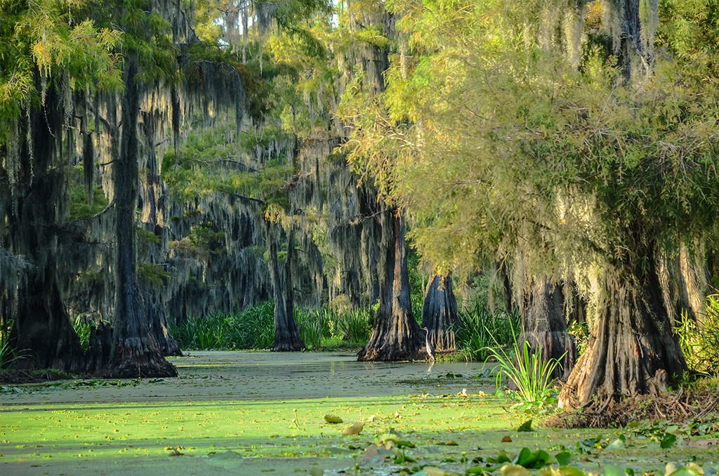 Louisiana bayou - The Peach Pelican